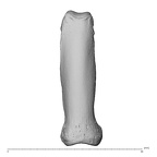 NH MER32 696 Gorilla gorilla gorilla hand phalanx fifth proximal right dorsal