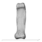 NH MER32 696 Gorilla gorilla gorilla hand phalanx fifth proximal right palmar