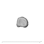NH MER32 696 Gorilla gorilla gorilla hand phalanx fifth proximal right proximal