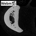 NH MER32 696 Gorilla gorilla gorilla hand phalanx fifth proximal right ct stack movie