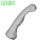 NH MER32 696 Gorilla gorilla gorilla hand phalanx fifth proximal right ply