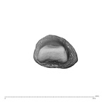 NH MER32 696 Gorilla gorilla gorilla hand phalanx first proximal right distal