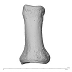 NH MER32 696 Gorilla gorilla gorilla hand phalanx first proximal right dorsal