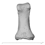 NH MER32 696 Gorilla gorilla gorilla hand phalanx first proximal right palmar
