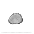 NH MER32 696 Gorilla gorilla gorilla hand phalanx first proximal right proximal