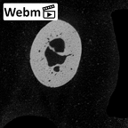 NH MER32 696 Gorilla gorilla gorilla hand phalanx first proximal right ct stack movie
