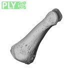 NH MER32 696 Gorilla gorilla gorilla hand phalanx first proximal right ply