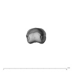 NH MER32 696 Gorilla gorilla gorilla hand phalanx fourth proximal right distal