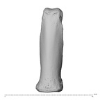 NH MER32 696 Gorilla gorilla gorilla hand phalanx fourth proximal right dorsal