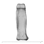 NH MER32 696 Gorilla gorilla gorilla hand phalanx fourth proximal right palmar