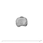 NH MER32 696 Gorilla gorilla gorilla hand phalanx fourth proximal right proximal