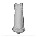 NH MER32 696 Gorilla gorilla gorilla hand phalanx second middle right dorsal
