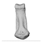 NH MER32 696 Gorilla gorilla gorilla hand phalanx second middle right palmar