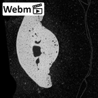 NH MER32 696 Gorilla gorilla gorilla hand phalanx second middle right ct stack movie