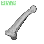 NH MER32 696 Gorilla gorilla gorilla hand phalanx second middle right ply