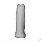NH MER32 696 Gorilla gorilla gorilla hand phalanx second proximal right dorsal