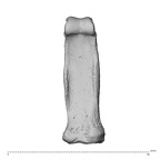 NH MER32 696 Gorilla gorilla gorilla hand phalanx second proximal right palmar