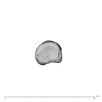 NH MER32 696 Gorilla gorilla gorilla hand phalanx second proximal right proximal