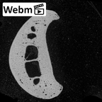 NH MER32 696 Gorilla gorilla gorilla hand phalanx second proximal right ct stack movie