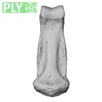 NH MER32 696 Gorilla gorilla gorilla hand phalanx third middle right ply