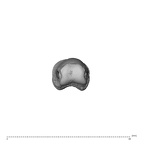 NH MER32 696 Gorilla gorilla gorilla hand phalanx third proximal right distal