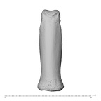 NH MER32 696 Gorilla gorilla gorilla hand phalanx third proximal right dorsal