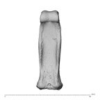 NH MER32 696 Gorilla gorilla gorilla hand phalanx third proximal right palmar