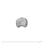 NH MER32 696 Gorilla gorilla gorilla hand phalanx third proximal right proximal