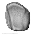 NH MER32 696 Gorilla gorilla gorilla lunate right distal