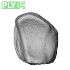 NH MER32 696 Gorilla gorilla gorilla lunate right ply