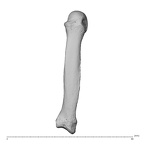 NH MER32 696 Gorilla gorilla gorilla metacarpal fifth right dorsal