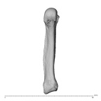 NH MER32 696 Gorilla gorilla gorilla metacarpal fifth right palmar