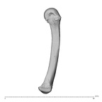 NH MER32 696 Gorilla gorilla gorilla metacarpal fifth right radial