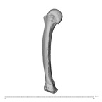 NH MER32 696 Gorilla gorilla gorilla metacarpal fifth right ulnar