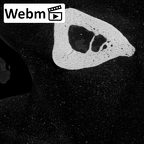 NH MER32 696 Gorilla gorilla gorilla metacarpal fifth right ct stack movie