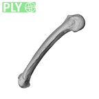 NH MER32 696 Gorilla gorilla gorilla metacarpal fifth right ply