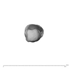 NH MER32 696 Gorilla gorilla gorilla metacarpal first right distal