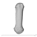 NH MER32 696 Gorilla gorilla gorilla metacarpal first right dorsal