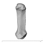 NH MER32 696 Gorilla gorilla gorilla metacarpal first right palmar