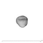 NH MER32 696 Gorilla gorilla gorilla metacarpal first right proximal