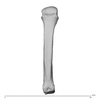 NH MER32 696 Gorilla gorilla gorilla metacarpal fourth right dorsal