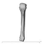 NH MER32 696 Gorilla gorilla gorilla metacarpal fourth right palmar