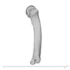 NH MER32 696 Gorilla gorilla gorilla metacarpal fourth right radial