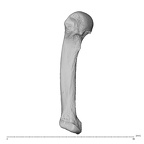 NH MER32 696 Gorilla gorilla gorilla metacarpal fourth right ulnar