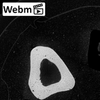 NH MER32 696 Gorilla gorilla gorilla metacarpal fourth right ct stack movie