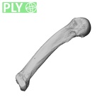 NH MER32 696 Gorilla gorilla gorilla metacarpal fourth right ply