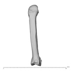 NH MER32 696 Gorilla gorilla gorilla metacarpal second right dorsal