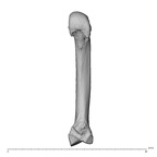 NH MER32 696 Gorilla gorilla gorilla metacarpal second right palmar