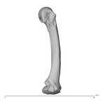 NH MER32 696 Gorilla gorilla gorilla metacarpal second right radial