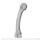 NH MER32 696 Gorilla gorilla gorilla metacarpal second right ulnar